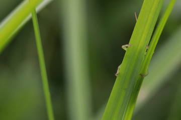 Close up small green grasshopper on grass leaf