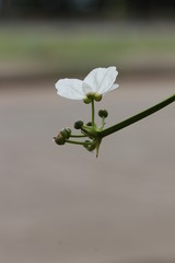 Close up transparent white flower on green background