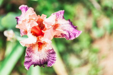 Obraz premium Iris