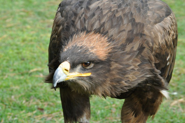 Eagle
