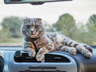 Young gorgeous scottish fold male cat lays on car panel. Travelling with pets concept.