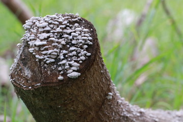 Close up small white mushroom on trunk trees in grass field
