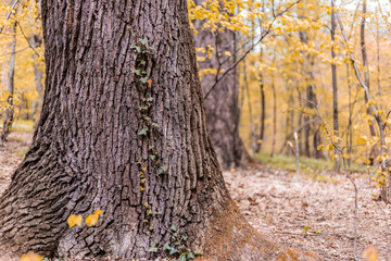 Fototapeta premium Tree in the autumn forest