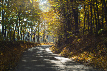 autumn road at forest