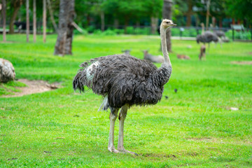 Ostrich