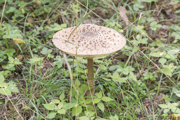 mushroom umbrella in the forest. mushroom-umbrella in the autumn forest, in a clearing in the sun