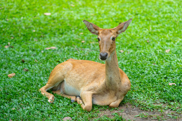 deer