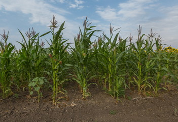 Green corn. Field of corn in the south of Russia. Green fields. Corns of corn.