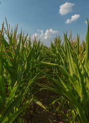 Fototapeta premium Green corn. Field of corn in the south of Russia. Green fields. Corns of corn.