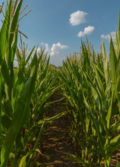 Green corn. Field of corn in the south of Russia. Green fields. Corns of corn.