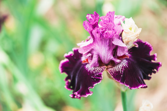 Iris rose violet et blanc