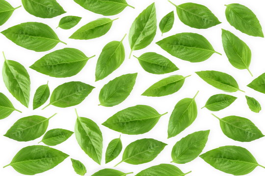 isolated fresh green basil herb leaves  on white background top view