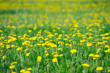 Spring in Radonezh, Moscow region, Russia