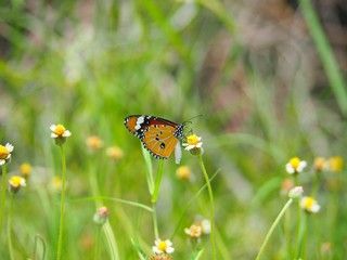 Orange butterfly on grass flower white yellow. Blur the natural background in green tones. In the concept of insects and poultry.