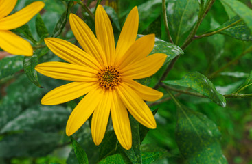 Jerusalem artichoke plant and very beautiful yellow flowers.