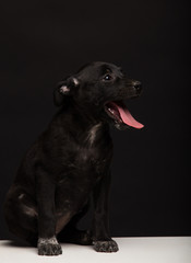 one mongrel dog puppy on a black background. studio shot