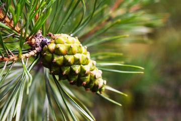 A live tree in the forest. Cones on the branches of the Christmas tree close-up on the background of nature. Christmas tree. The festive mood in the new year. Fairy magic forest. Green, blue needles.