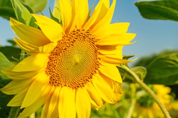 Obraz premium Blooming beautiful sunflower against the blue sky, close-up.