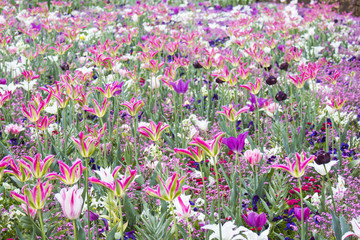 Naklejka premium Holland tulip and tulpia flowers