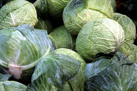 various,green cabbages as tasty vegetables