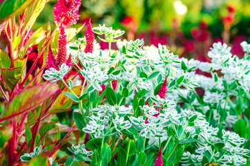 Obraz premium A variety of flowers and shrubs growing on flower beds.