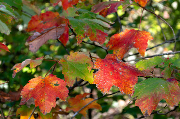 Autumn leaves in the South