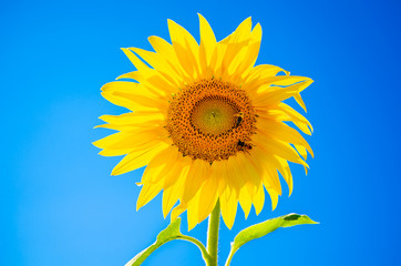 Blooming beautiful sunflower on a clear blue sky closeup.