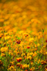 Floraison d'été champêtre