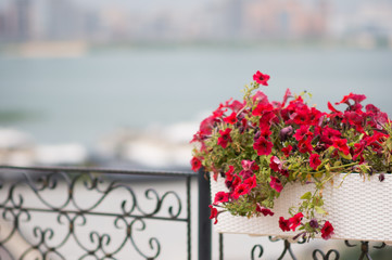 Red flowers in a pot