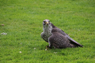 Junger Falke
