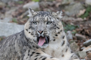 Fototapeta na wymiar Snow Leopard yawning