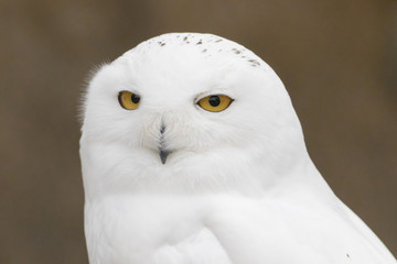Snowy Owl Portrait