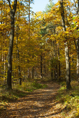 Obraz premium autumn path in a forest