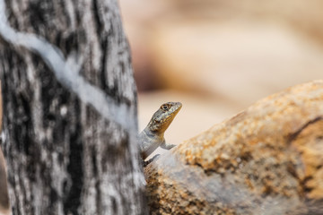lagarto