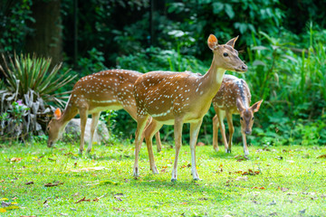 deer