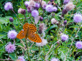 Klee mit Schmetterling