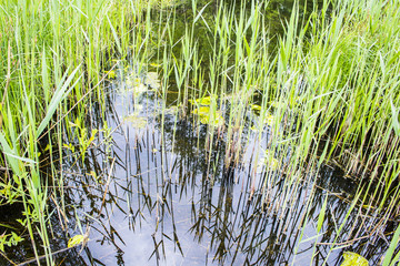 German tranquil swamp with frog lake
