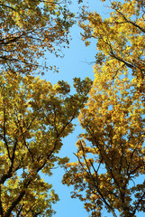 autumn forest directly bellow