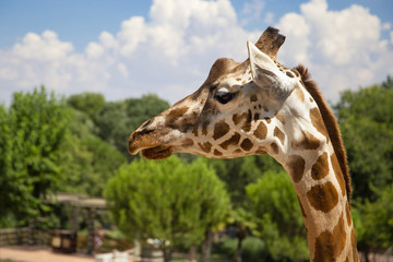 giraffes with cute and fun faces