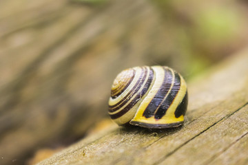 Black and yellow snail shell in a german forest