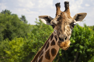 Naklejka premium giraffe with cute and fun faces