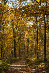 autumn path in a forest