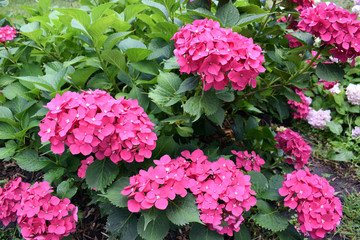 bush of pink hydrangea close-up.  hortensia flower. Artistic natural background. red flower in bloom in spring
