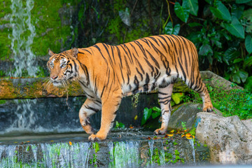 tiger