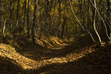 autumn path in a forest