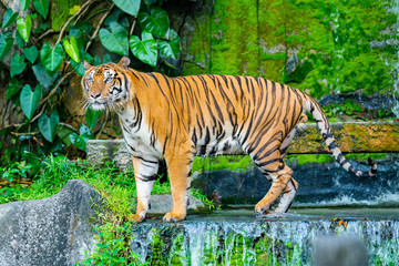 tiger