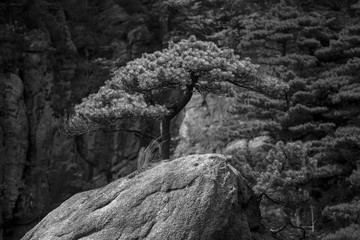 Exotic Isolated Ancient Pine Tree at Sanqingshan, Mount Sanqing National Park - Jiangxi Province China. National Geopark and Sacred Taoist Mountain, UNESCO World Heritage. Forest scenic area