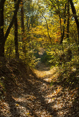 Fototapeta na wymiar autumn path in a forest