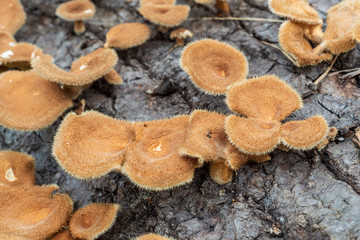 Small and Hairy Saprophytic Fungi on a Dead Trunk