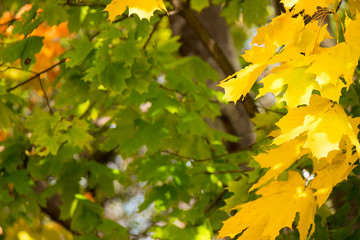Autumn, maple leaves in a city park